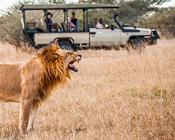 Safari Travel Experiences | Tailored Departures